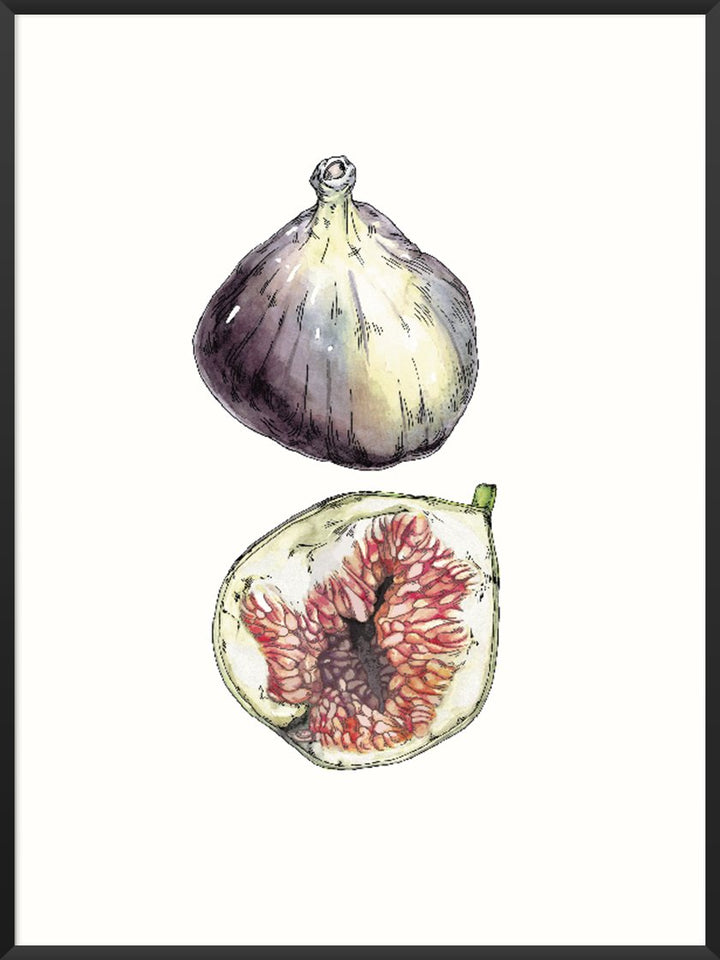 figs-hand-painted-vintage-botanical-poster-product-picture