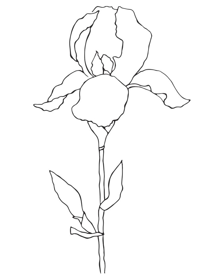 iris-minimalist-line-art-plant-poster-closeup