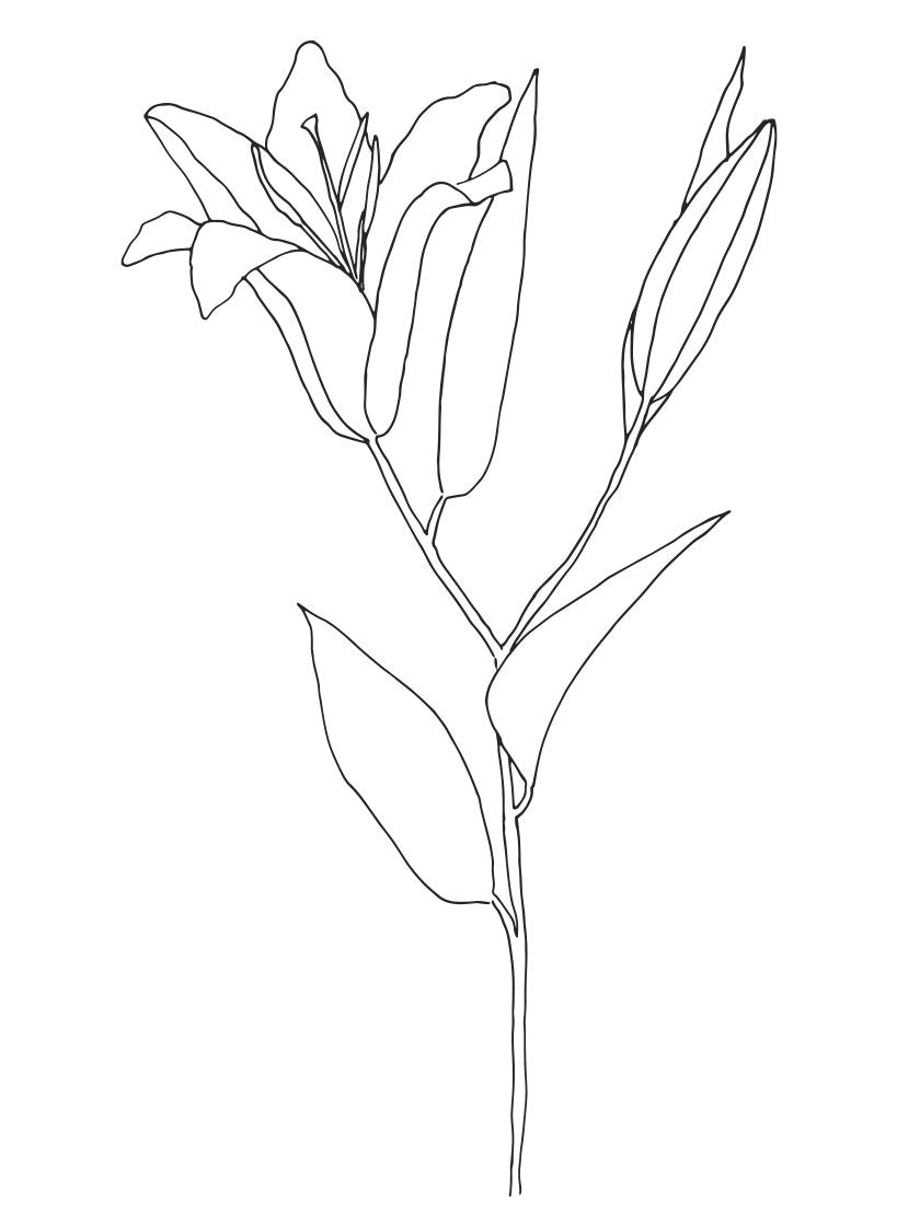 lily-line-art-flower-poster-closeup