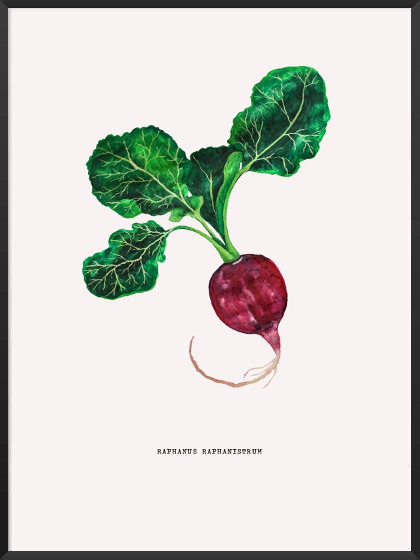 project-nord-vintage-botanical-radish-poster-product-picture