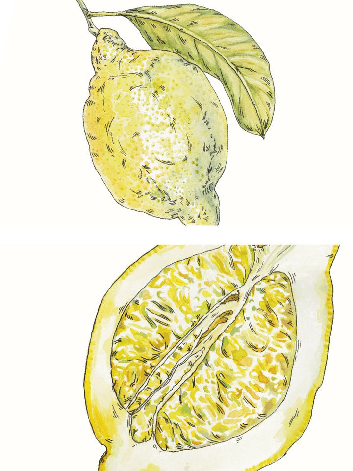 project-nord-hand-painted-vintage-lemon-poster-closeup