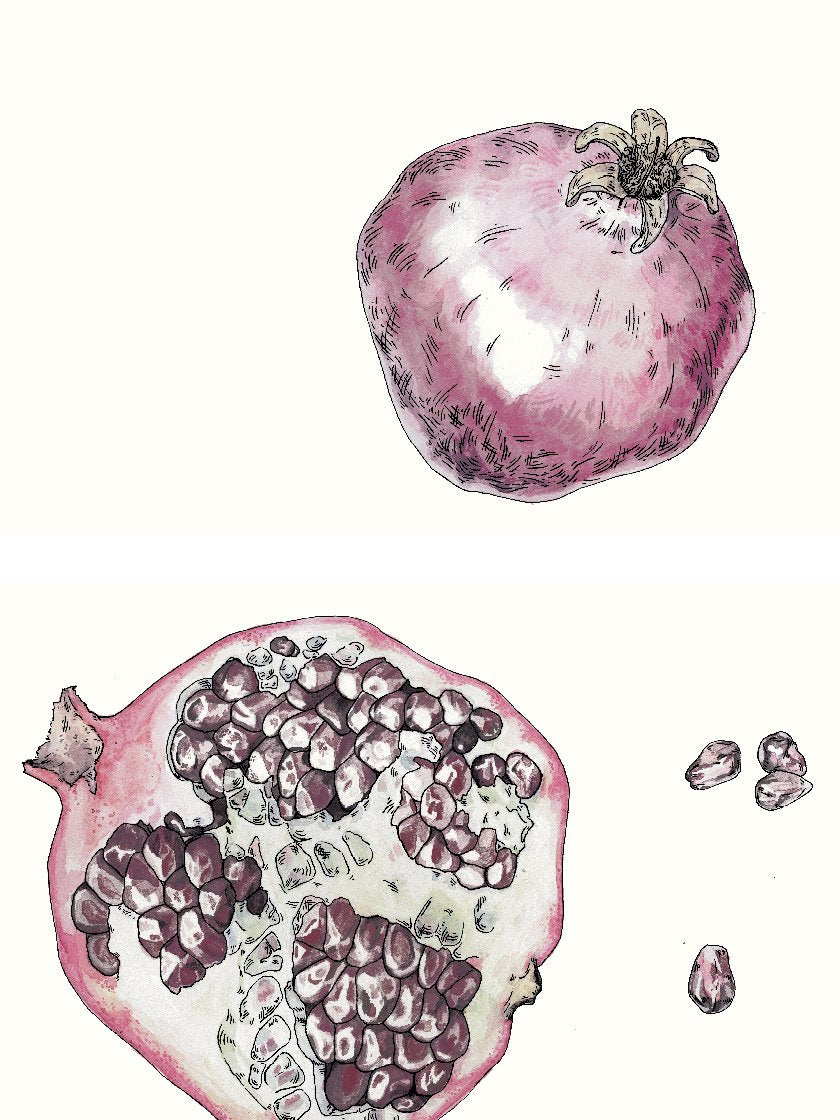 project-nord-vintage-botanical-pomegranate-poster-closeup