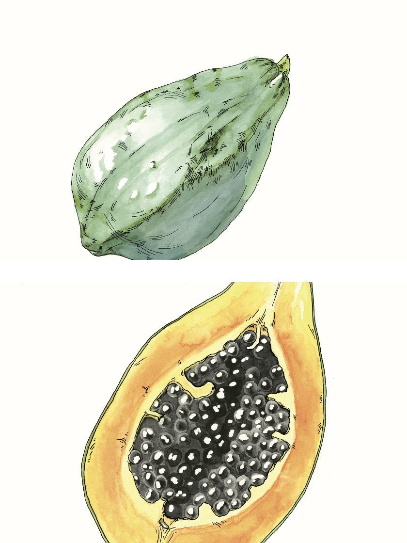 project-nord-hand-painted-vintage-botanical-papaya-poster-closeup