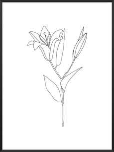 lily-line-art-flower-poster-product-picture